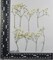 50 pcs Real Pressed Dried Flowers Mini White Gypsophila Baby's Breath for Wedding Invitation Resin DIY Art Floral Decors